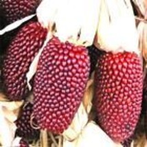 Strawberry Popcorn Corn 30 Seeds  Non-GMO - £8.63 GBP