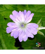 25 Hexham Lace Geranium Seeds - €8,67 EUR