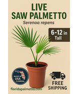 Live Saw Palmetto Plant – Serenoa Repens – Native Florida Palm – 3 Gallo... - $761.58 MXN