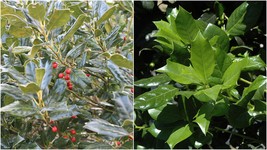 3.5&quot; Potted -  Nellie R Stevens Holly Tree - Evergreen Established - 3 Plants - £60.88 GBP