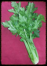 Cutting Leaf Celery Apium Graveolens European Chinese Herb 2000 Seeds US Seller - £7.47 GBP