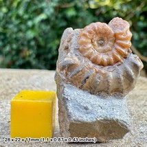 Partial Promicroceras Calcite Ammonite Fossil | Jurassic Black Ven Marls Lyme - $11.32