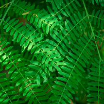 Leucaena Leucocephala Subabool Seeds 15 Fast Shade Trees USA Garden - $12.00