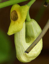 Jstore USA Aristolochia manshuriensis Birthwort Manchurian pipevine 100 ... - $14.09