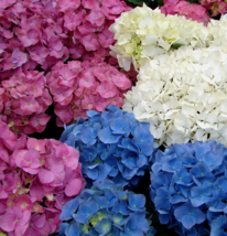 10 Pc Seeds Hydrangea Mix Flower Plant, Hydrangea Flower Seeds for Plant... - $16.80