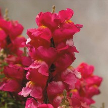 USA SELLER Snapdragon Seeds Floral Showers Rose 50 Seeds - £14.32 GBP