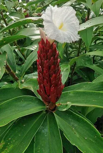 Hellenia Speciosus Crepe Ginger 10 Seeds Garden - £15.68 GBP