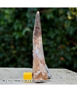 3.5&quot; Genuine RARE FULLY ROOTED Spinosaurus Dinosaur Tooth Fossil - Aptian, - £338.72 GBP