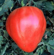 20 Pc Seeds Red Oxheart Tomato Vegetable Plant, Tomato Seeds for Planting | RK - £11.75 GBP