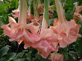 10 Evelyn Rose Angel Trumpet Flowers Brugmansia Datura Perennial Seeds - £14.66 GBP