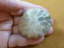 (F831-235) 1-3/4&quot; unpolished Petoskey stone fossil coral specimen MI sta... - £11.95 GBP