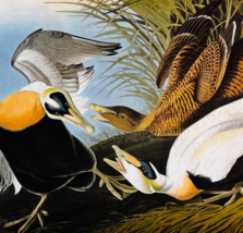 1979 Common Eider Ducks Color Plate Print Audubon Birds Of America Art F15J - $29.99