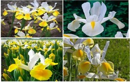 VP Yellow And White Dutch Iris Plants 25 + Seeds Very Pretty! Usa Seller - $3.61