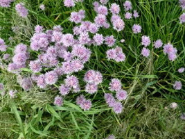 SHIPPED FROM US 1000 Chives Allium Purple Flower Vegetable Herb Seeds, LC03 - £15.18 GBP
