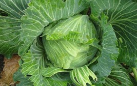 Brunswick Cabbage Seeds, NON-GMO, Drumhead, Sauerkraut, Free Shipping - £1.40 GBP+