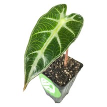 Best Bambino Elephant Ear / Alocasia / Live Plant - £21.57 GBP