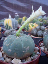 Matucana Madissoniorun WHITE cacti rare cactus 10 SEEDS - $8.99