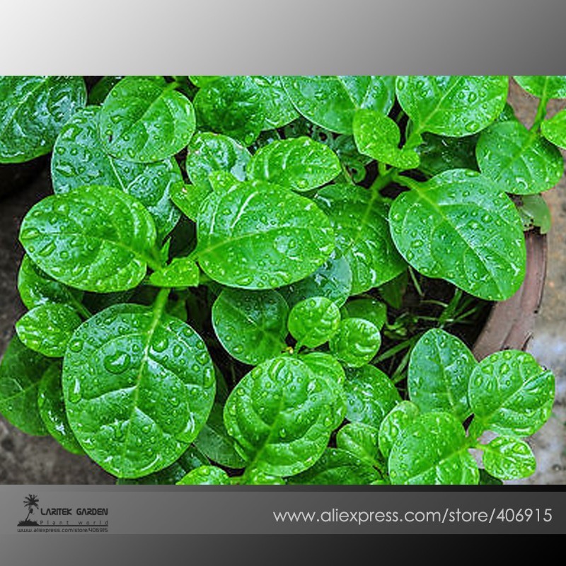 New Fresh Green Malabar Spinach Vegetable Seeds Pack 50 Seeds Pack Organ... - $13.78