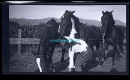 black and white negative - young Woman with 3 horses barb wire fence corn - $9.95