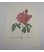 P J Redoute Beautiful Flowers Rose Gallica Botanical Art Print Book Plat... - $11.86