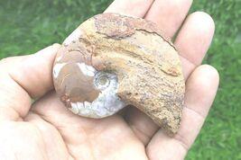2.3 Inch Manticoceras Goniatite Fossil Devonian Era Morocco Natural Spec... - $24.75