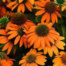 FA Store 50 Soft Orange Coneflower Seeds Echinacea Flower - £8.86 GBP