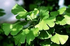 Ginkgo Biloba Maidenhair Tree Starter Plant - $26.99