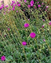 Calandrinia Spectabilis Rock Purslane 3 Cuttings 4-6&quot; Each Succulent Gro... - £22.75 GBP