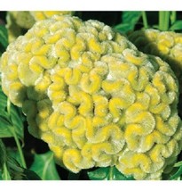 SR12Store 30 Yellow Lime Cockscomb Celosia Flower Seeds US Product - $8.62