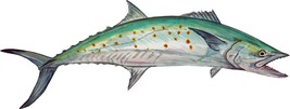 Spanish Mackerel Fish Vinyl Decal Sticker for Laptop Car Window Cups Mai... - €5,99 EUR+