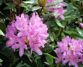 10 Pc Seeds Rosebay Rhododendron Flower, Rhododendron caroliniana Seeds | RK - £14.82 GBP