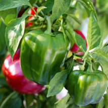 California Wonder 300 Tmr Bell Pepper Seeds 30 Seeds Fresh New - £5.65 GBP