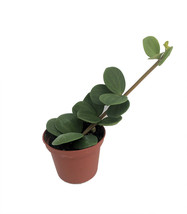 2.5&quot; Pot - Hope Peperomia - Easy to Grow Houseplant - living room - £39.10 GBP