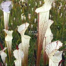 BELLFARM White Nepenthes Seeds 5 seeds professional pack heirloom pitcher plant - £9.46 GBP