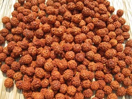 111 pc Loose Rudraksha Seeds Beads Nepal Origin, Natural 5 Mukhi 8 mm, F... - £10.78 GBP