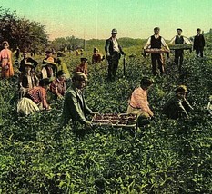 Frankfort New York NY Picking Strawberries 1910s Vtg Postcard UNP - £8.70 GBP