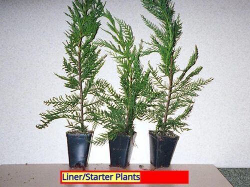 SEPTH 20 Leyland Cypress Tree Starter Plant Landscape Evergreen Bare Root - $32.15