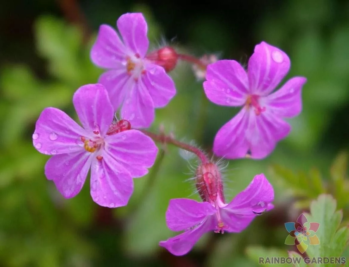 25 Herb Robert Geranium Seeds Planting Fast US Shipping - $10.96