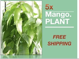 Mango Tropical Fruit Tree (Turpentine) Varieties seedlings 12”- 24” 5 Trees - £91.12 GBP