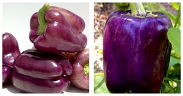 Sweet Lilac Bell Pepper Seeds. Fresh Garden Seeds 60 Seeds - £15.17 GBP