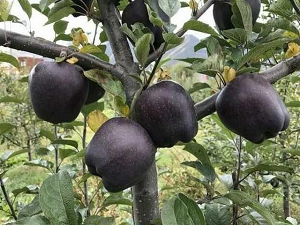 Black Diamond Apple Tree Plant, 30 Seeds D