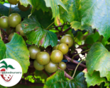 Fry Muscadine Grape Vine - 2 Bare Root Live Plant - £34.97 GBP