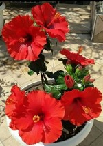 PWO Hibiscus Seeds Perennial Hardy Flower Garden 20 Seed Red - £5.66 GBP