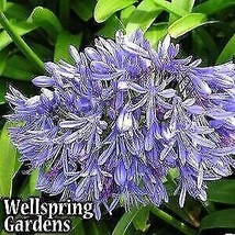 Best Agapanthus Lily of the Nile / Agapanthus africanus / Live Plant - £19.65 GBP