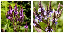 Verbena hastata Blue Vervain Live Plant Bareroot - £25.77 GBP