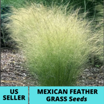 Mexican Feather Grass Seeds Stipa tenuissima Seed 25Pcs Ornamental Grass - $17.79