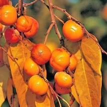 Persimmon ‘Meader’ (Diospyros virginiana) 1 year old grafted plant - £74.75 GBP