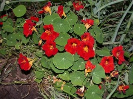 Semilir Empress Of India Black Velvet Tropaeolum Nanum Heirloom 5 Seeds Fast Gro - $8.78