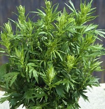 HGBO 500 Seeds Mugwort Seedsartemisia Vulgarismedicinal Culinary Perennial Herb  - $8.72