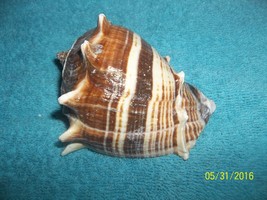 sea shell Crown Conch 11-12 cm Lacquerd craft very nice individual - £3.78 GBP